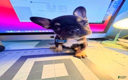 French Bulldog dogs for sale: Louie - Image 5