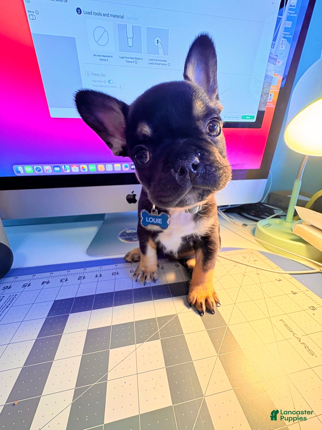 French Bulldog dogs for sale: Louie - Image 5