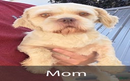 Shih Tzu dogs for sale: Tommy - Image 8