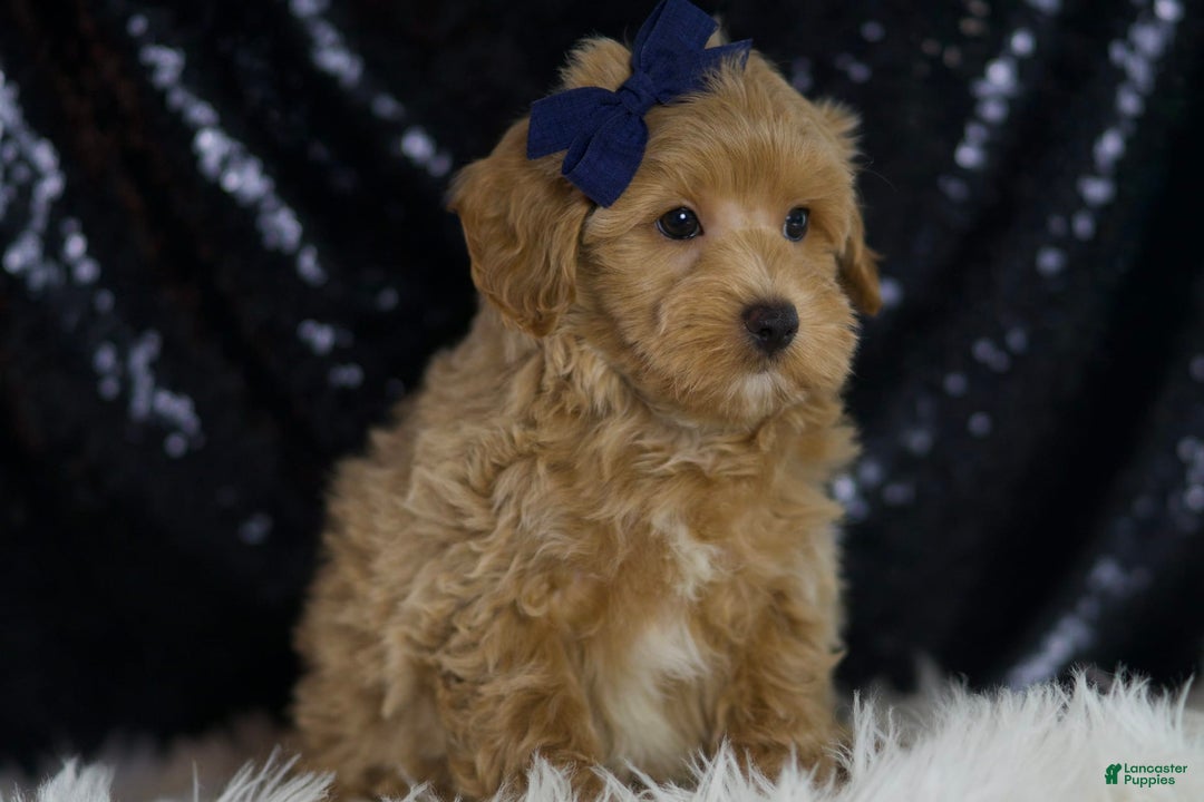 Maltipoo dogs for sale: Dakota - Image 2