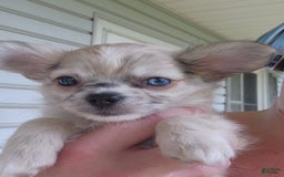 Chihuahua dogs for sale: Cacao - Image 1