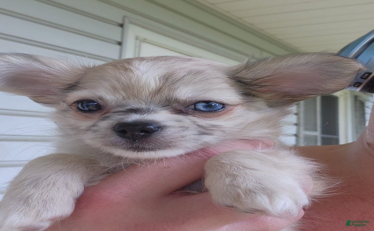 Chihuahua dogs for sale - Ad 4