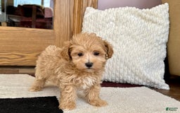 Maltipoo dogs for sale: Gordon - Image 6