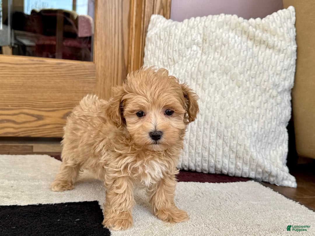 Maltipoo dogs for sale: Gordon - Image 6