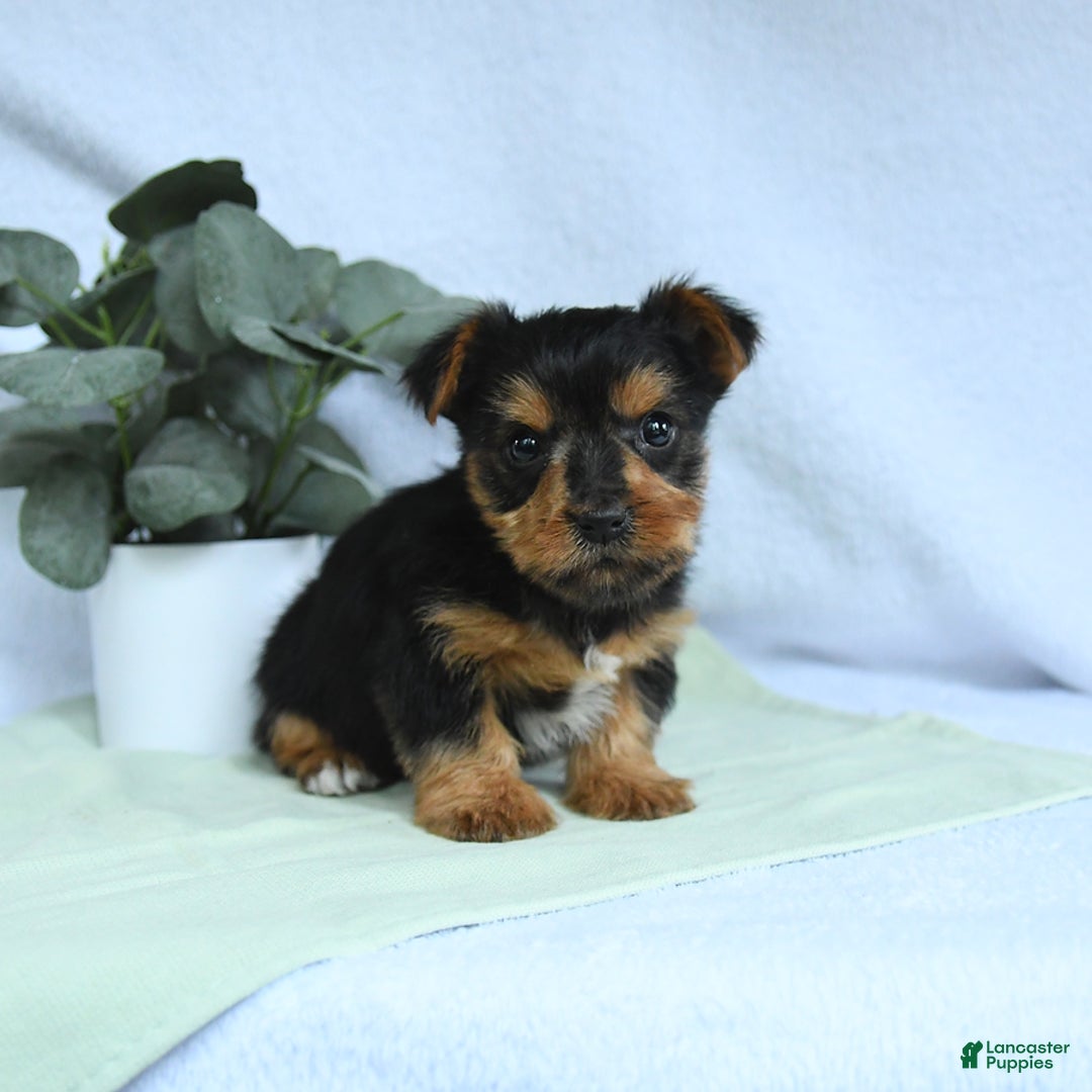 Yorkshire Terrier dogs for sale: Emmett - Image 4