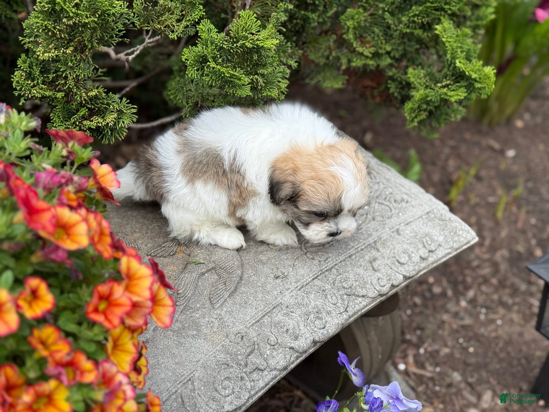 Teddy Bear dogs for sale: Razzle - Image 1