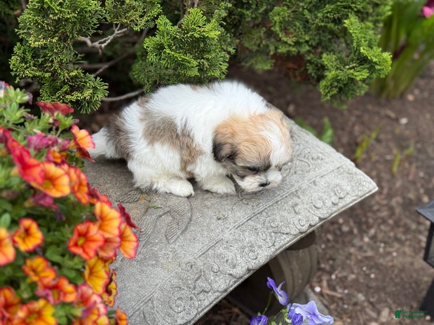 Teddy Bear dogs for sale - Ad 1