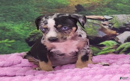 Catahoula Leopard Dog dogs for sale: Luna 2025 Female 3 - Image 4
