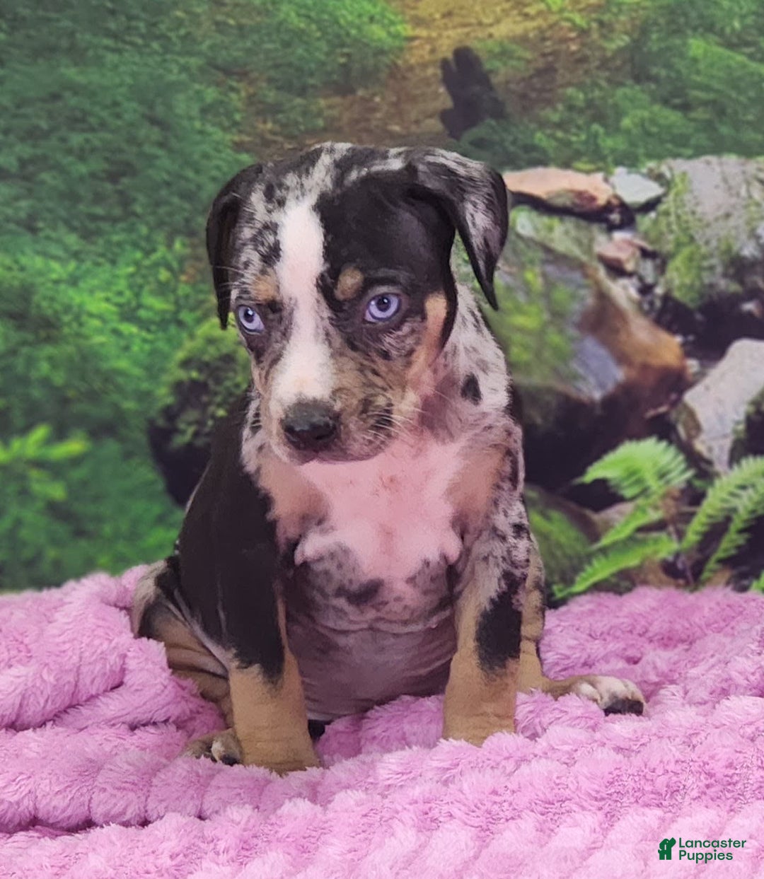 Catahoula Leopard Dog dogs for sale: Luna 2025 Female 3 - Image 4