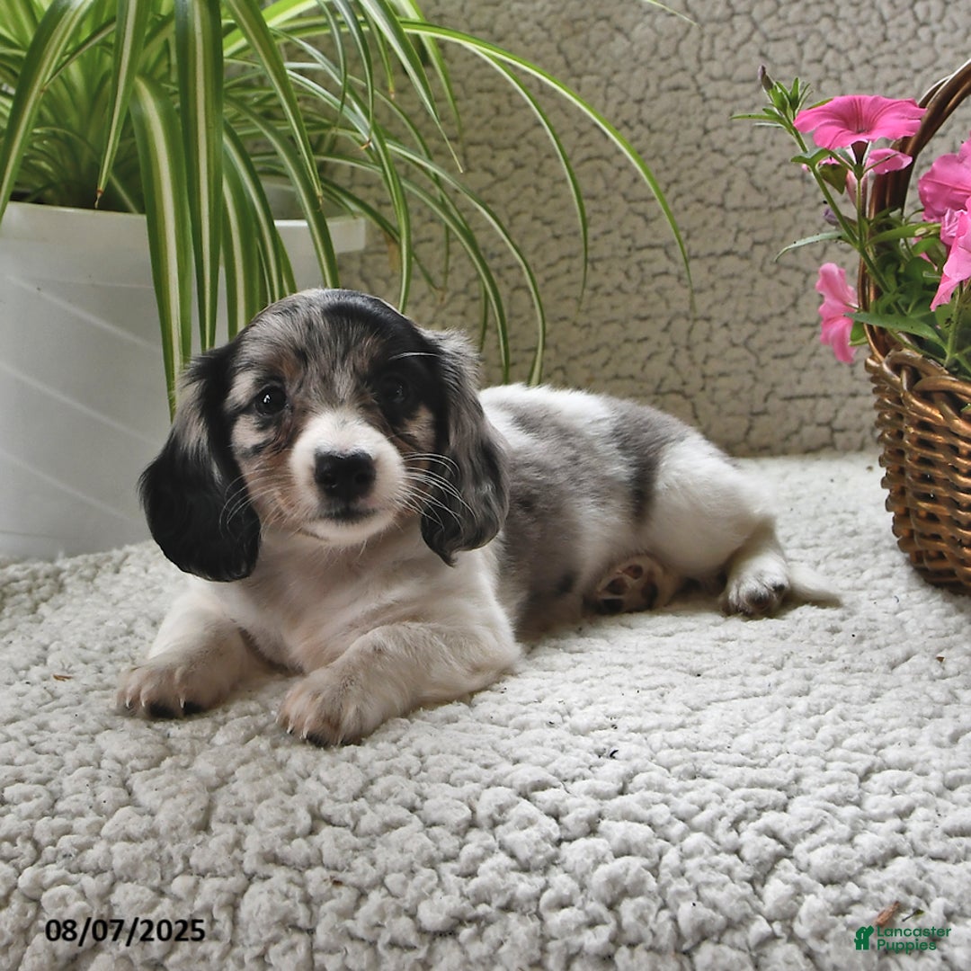 Miniature Dachshund dogs for sale: Silver Star - Image 5