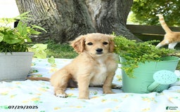 Cavapoo dogs for sale: Sidney - Image 2