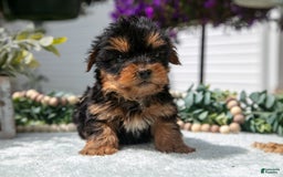 Yorkshire Terrier dogs for sale: Yorkshire Terrier 3 puppies - Image 2