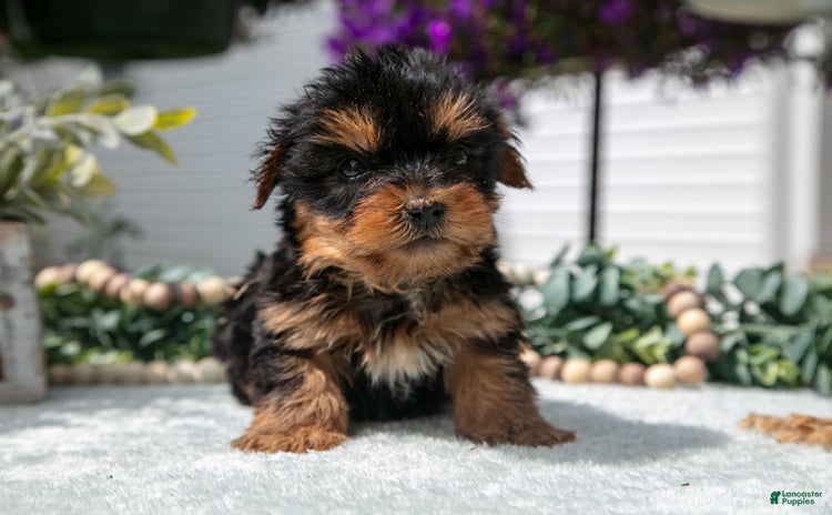 Yorkshire Terrier dogs for sale - Ad 5