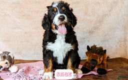 Bernedoodle dogs for sale: Sage - Image 16