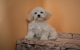 Maltipoo dogs for sale: Rebecca - Image 21