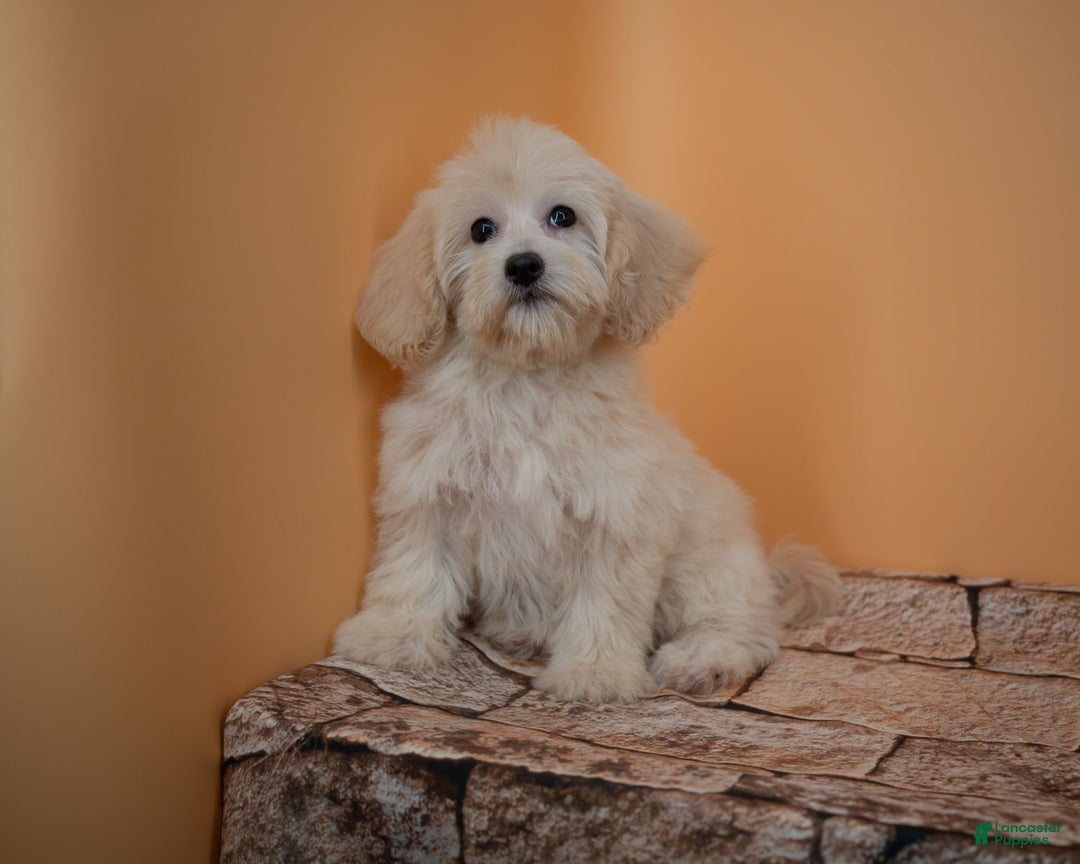 Maltipoo dogs for sale: Rebecca - Image 21