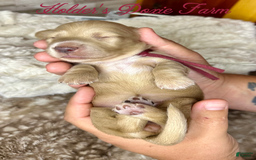 Miniature Dachshund dogs for sale: Thelma Lou - Image 2