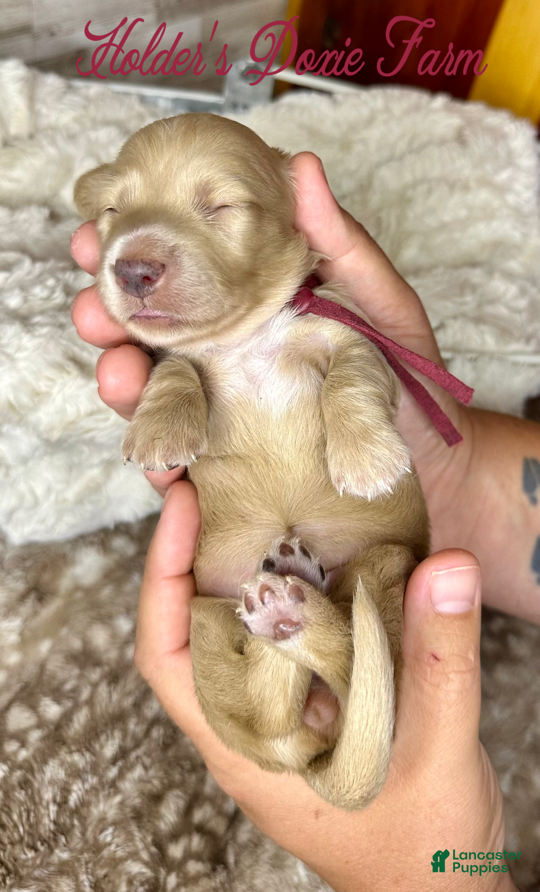 Miniature Dachshund dogs for sale: Thelma Lou - Image 2