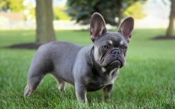 French Bulldog dogs for sale: Emma - Image 1