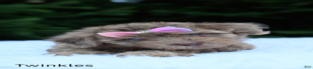 Twinkles