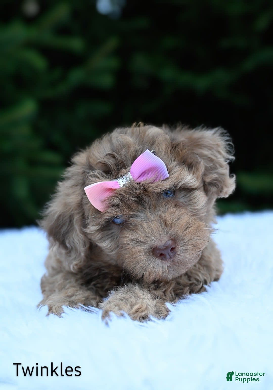 Havapoo dogs for sale: Havapoo 6 puppies - Image 1