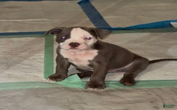 American Bully dogs for sale: Moe - Image 13