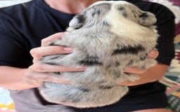 Miniature Australian Shepherd dogs for sale: Miniature Australian Shepherd 5 puppies - Image 10