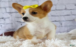 Welsh Corgi Pembroke dogs for sale: Lacey - Image 19