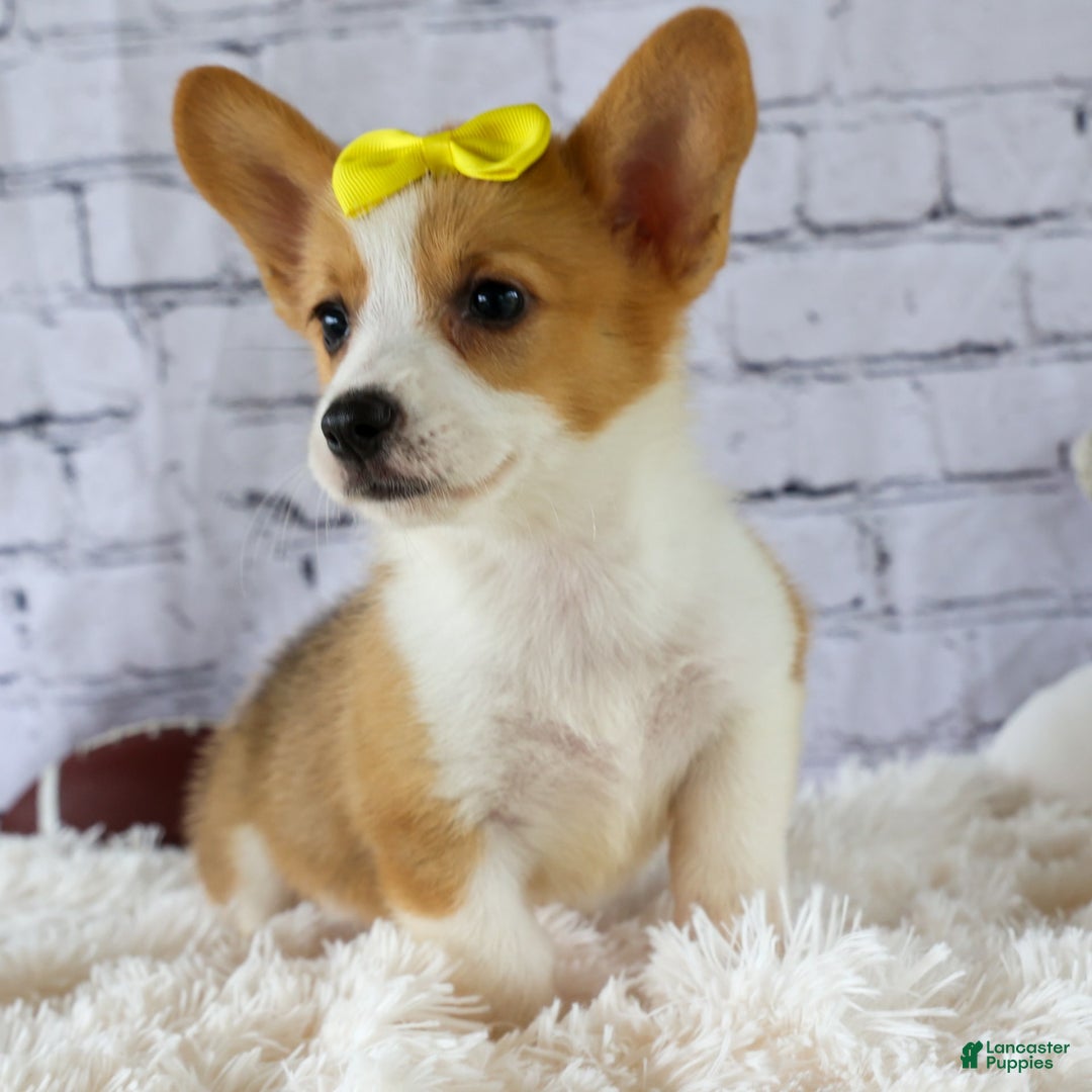Welsh Corgi Pembroke dogs for sale: Lacey - Image 19