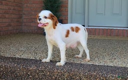 Cavapoo dogs for sale: Vito - Image 5