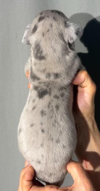 Great Dane dogs for sale: Louie - Blue Merle - Image 1
