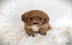 Cavapoo dogs for sale: Oscar - Image 3