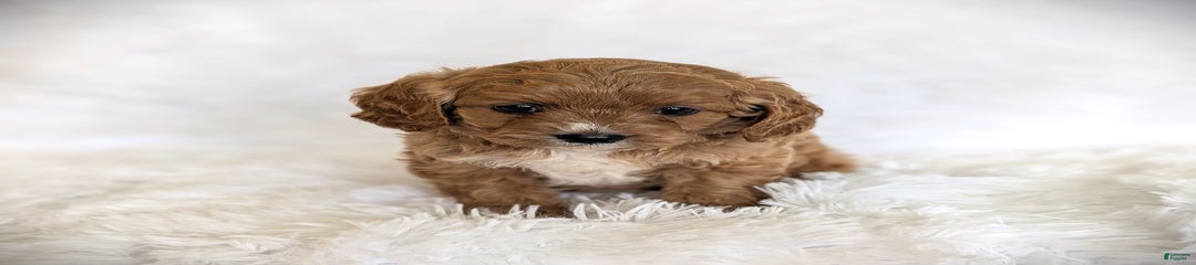 Oscar
