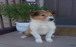 Collie dogs for sale: Bridget - Image 5