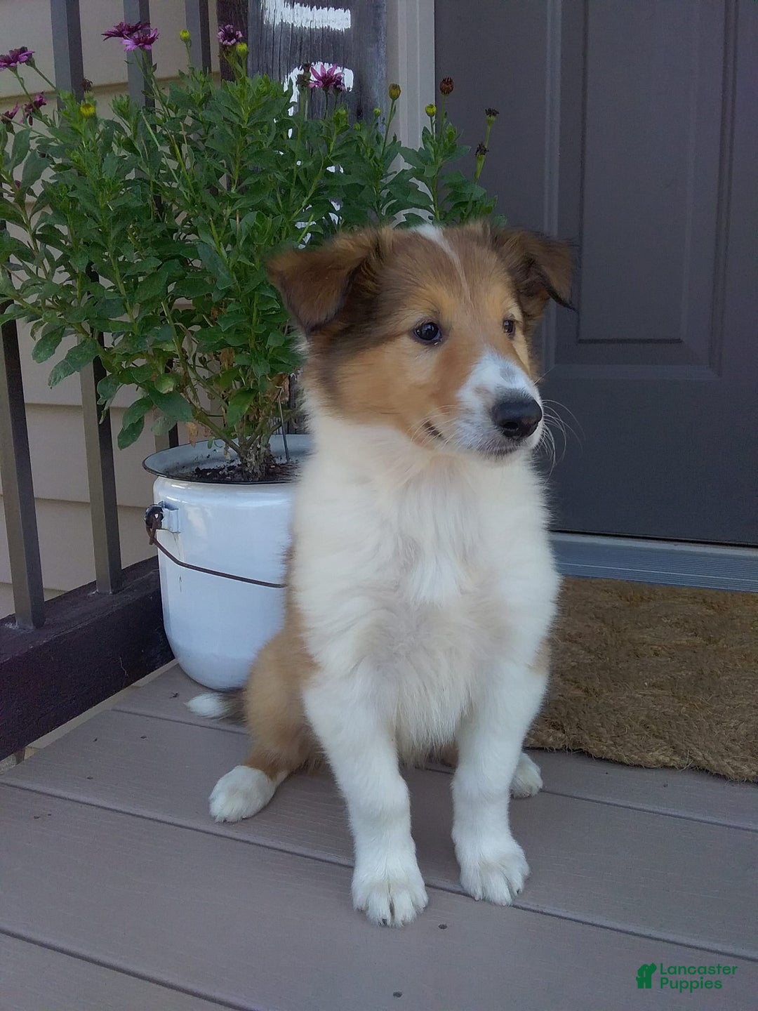 Collie dogs for sale: Bridget - Image 5