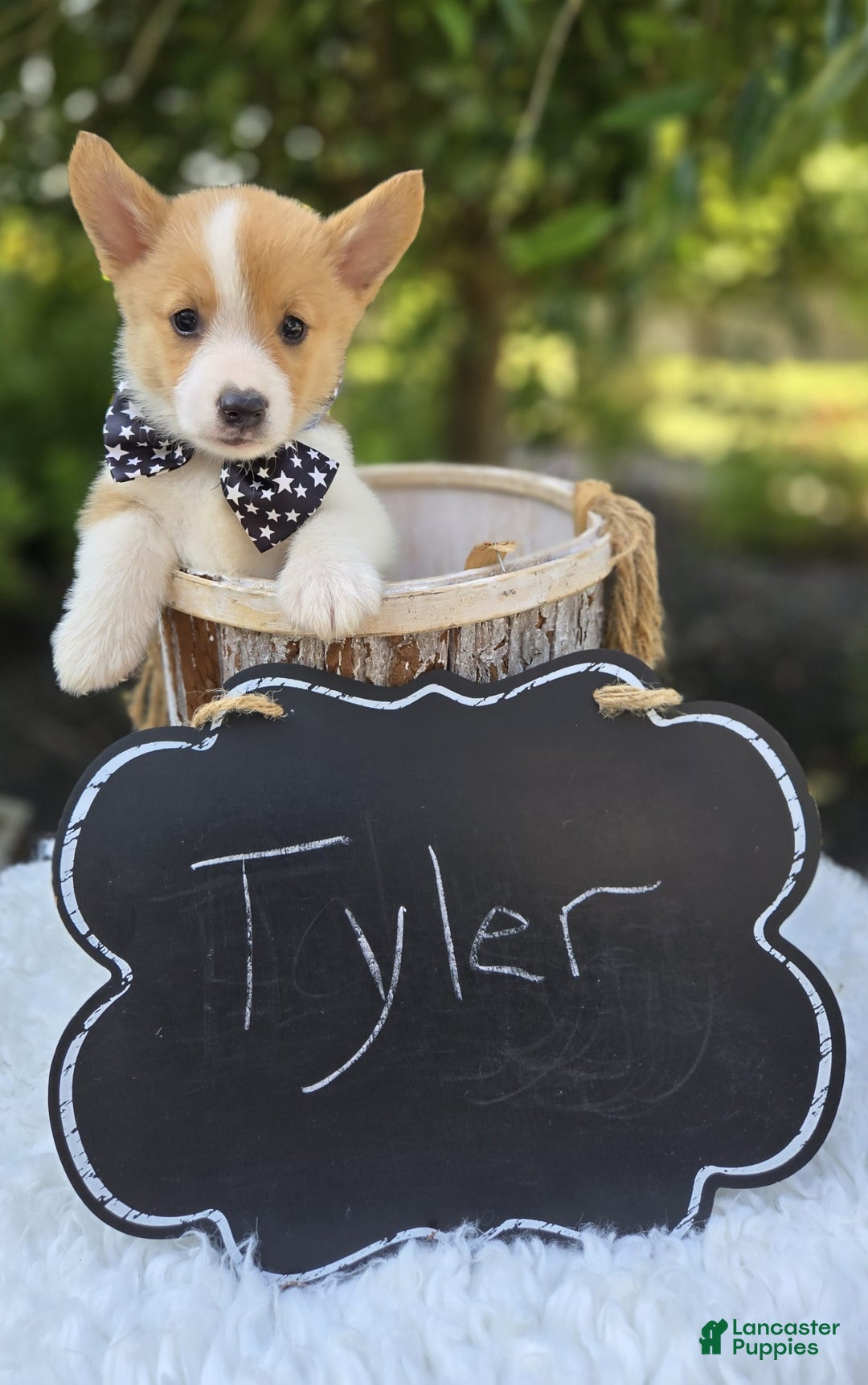 Welsh Corgi Pembroke dogs for sale: Tyler - Image 4