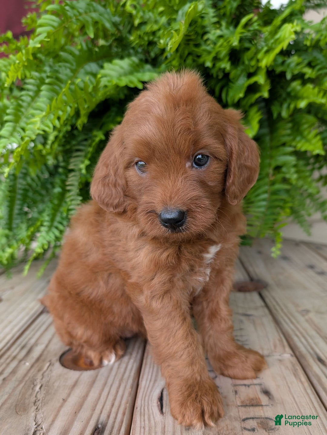 Mini Goldendoodle dogs for sale: Mini-wendy - Image 23