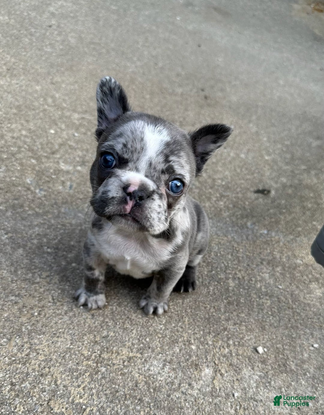 French Bulldog dogs for sale: Mila - Image 5