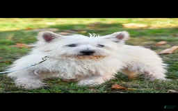 West Highland Terrier dogs for sale: Novella - Image 10