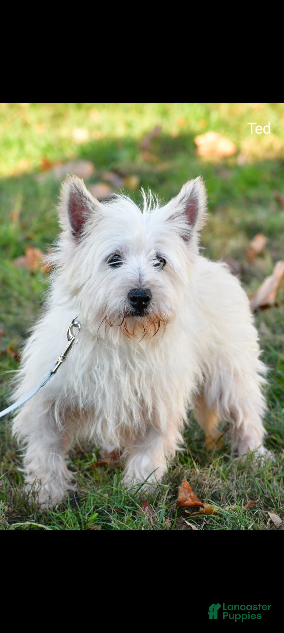 West Highland Terrier dogs for sale: Novella - Image 10