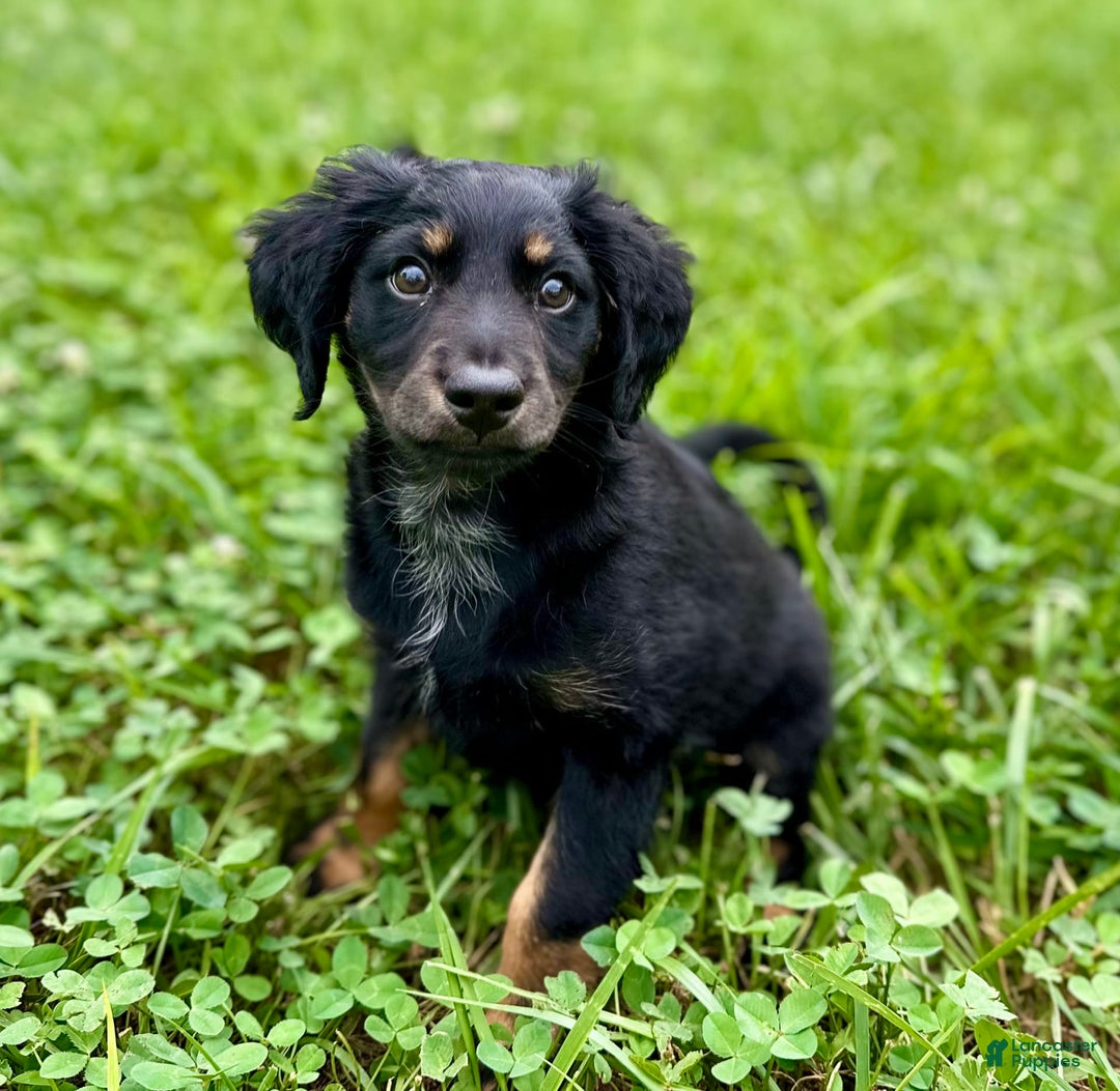 Dachshund dogs for sale: Molasses - Image 15