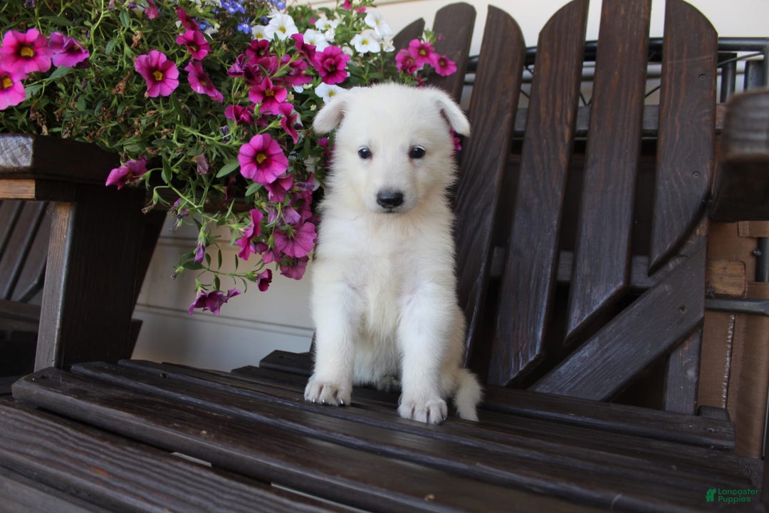 German Shepherd dogs for sale: June - Image 7