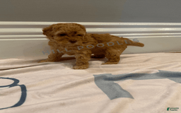 Toy Poodle dogs for sale: Nala - Image 3