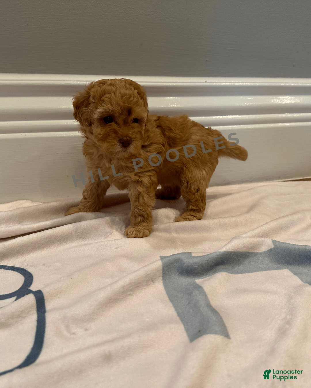 Toy Poodle dogs for sale: Nala - Image 3