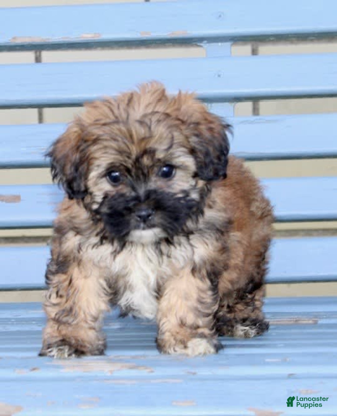 Shihpoo dogs for sale: Lizzy - Image 6
