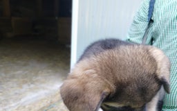 Norwegian Elkhound dogs for sale: Duke - Image 5