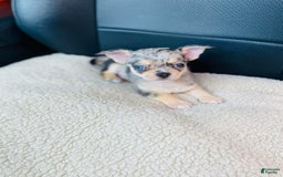 Chihuahua dogs for sale: Merley - Image 4