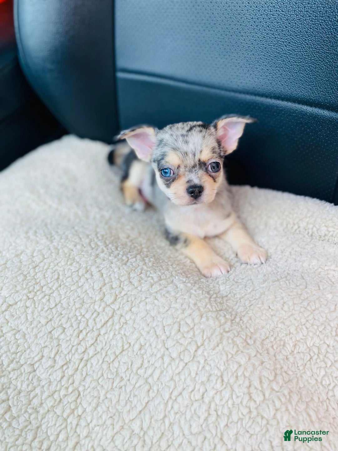 Chihuahua dogs for sale: Merley - Image 4