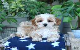 Maltipoo dogs for sale: Carrie - Image 3