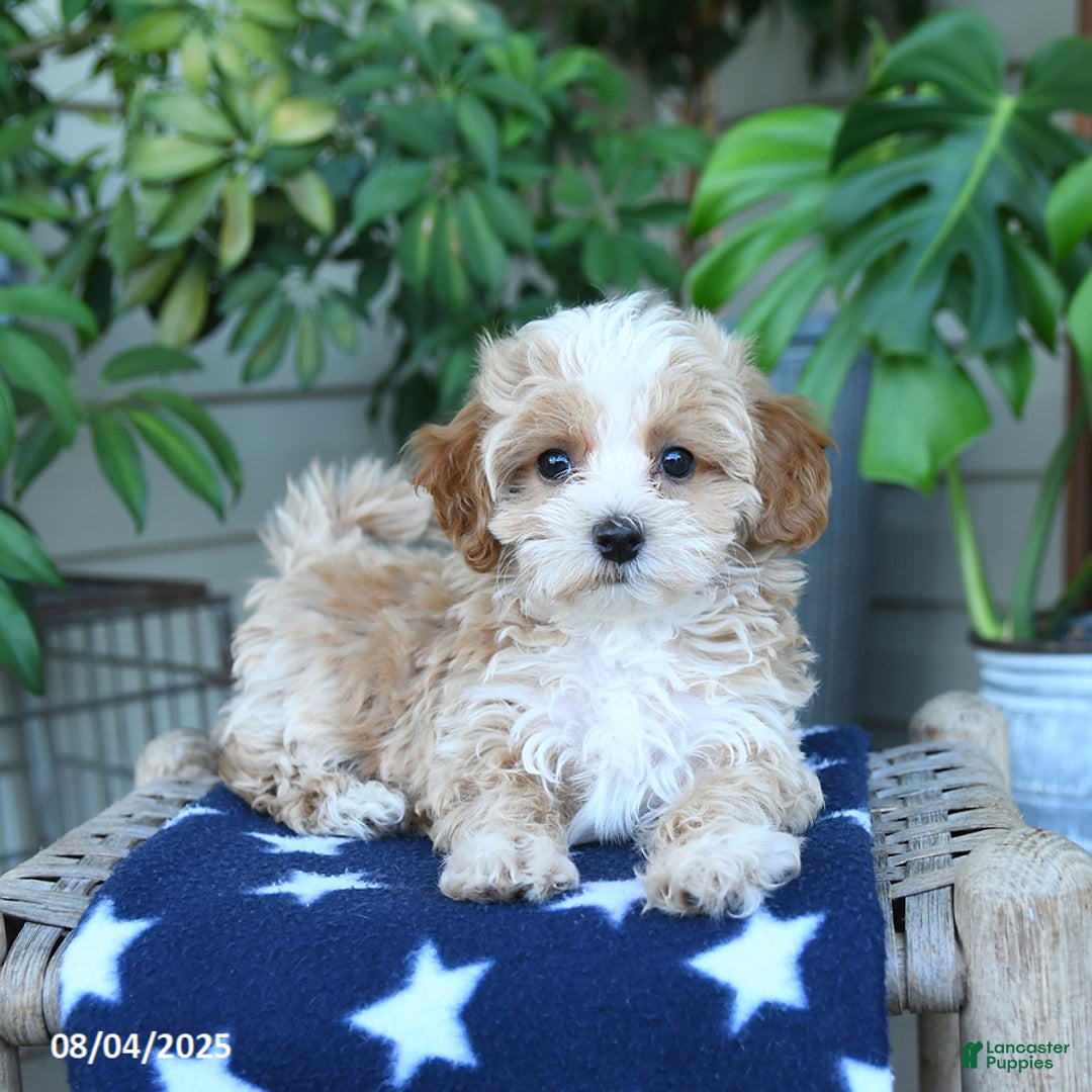 Maltipoo dogs for sale: Carrie - Image 3
